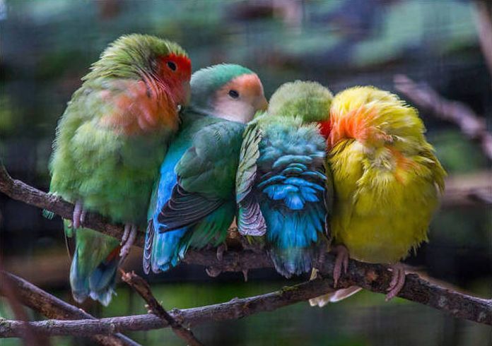 birds cuddling