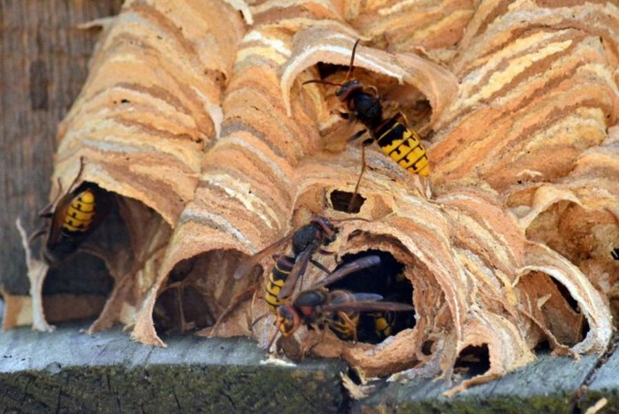 hornet nest
