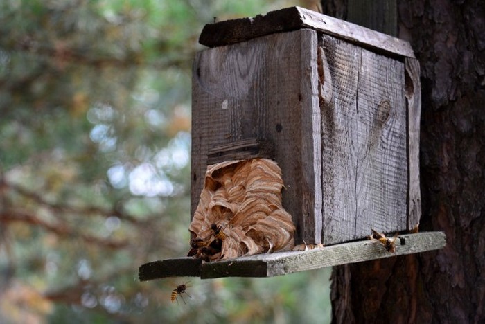 hornet nest