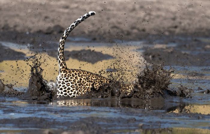 leopard fishing in the mud