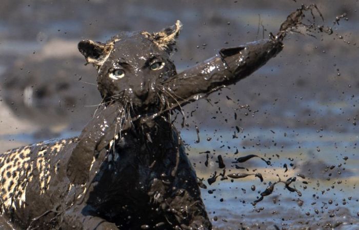 leopard fishing in the mud