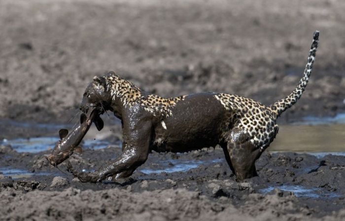 leopard fishing in the mud