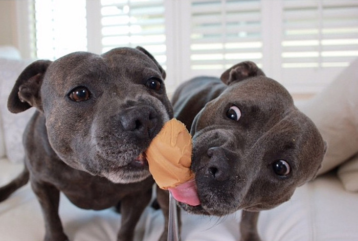 staffordshire bull terriers