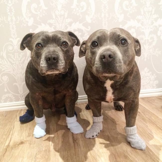 staffordshire bull terriers