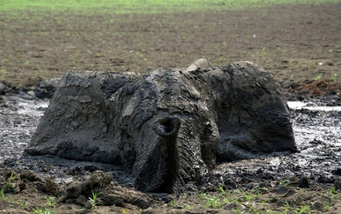 elephant rescued from the mud