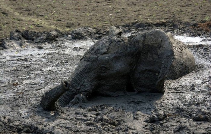 elephant rescued from the mud