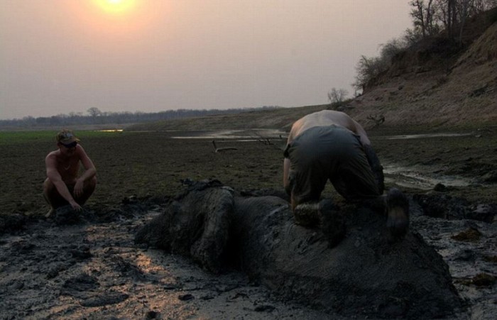 elephant rescued from the mud