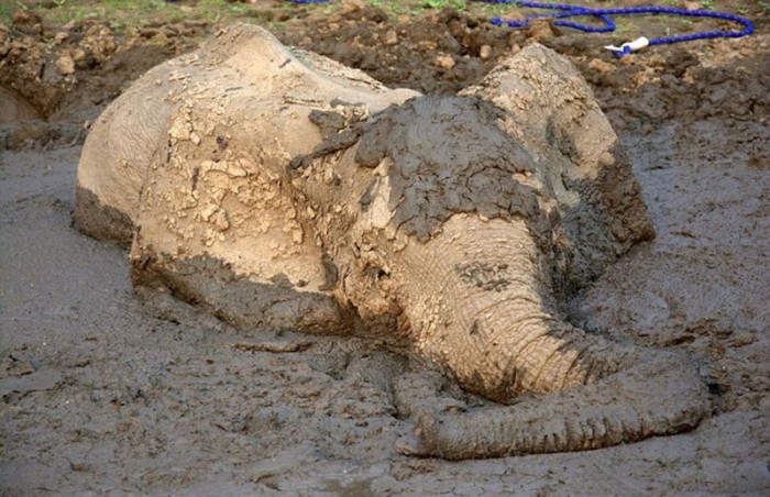 elephant rescued from the mud