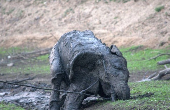 elephant rescued from the mud