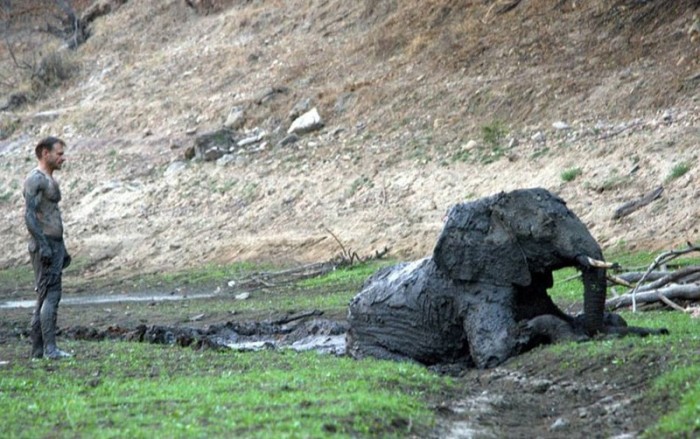 elephant rescued from the mud