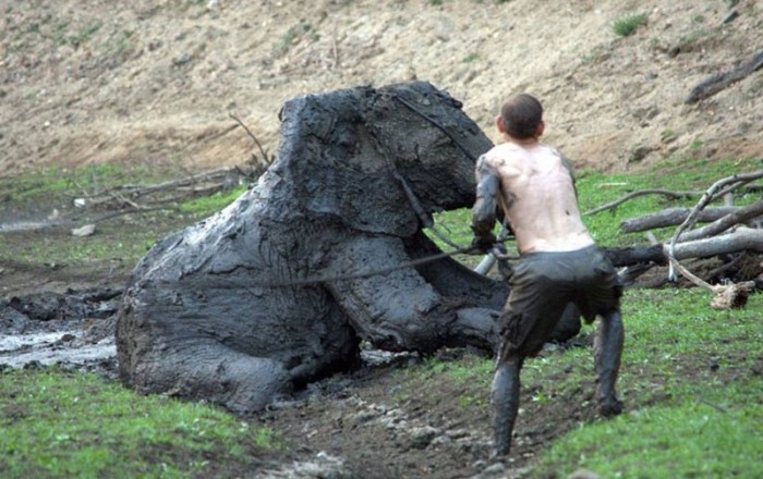 elephant rescued from the mud