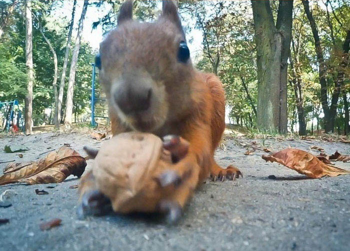 squirrel with a nut