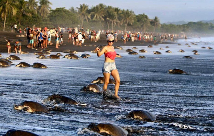 arribadas, sea turtles synchronised nesting disturbed with tourists