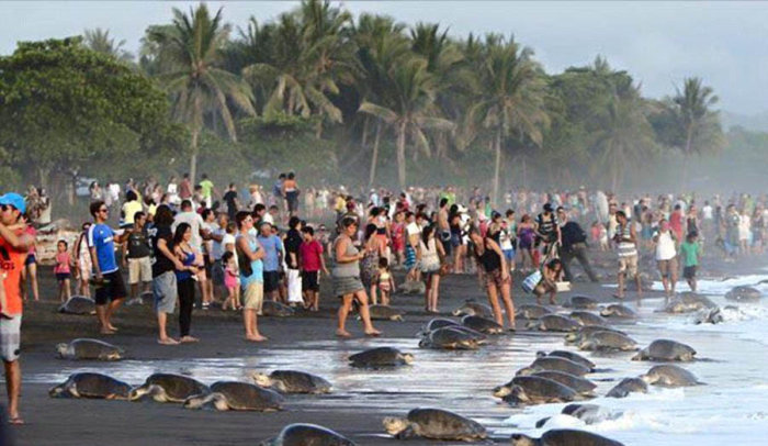 arribadas, sea turtles synchronised nesting disturbed with tourists