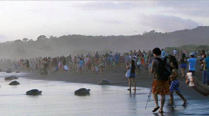 arribadas, sea turtles synchronised nesting disturbed with tourists