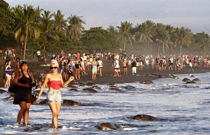 arribadas, sea turtles synchronised nesting disturbed with tourists