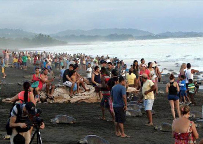 arribadas, sea turtles synchronised nesting disturbed with tourists