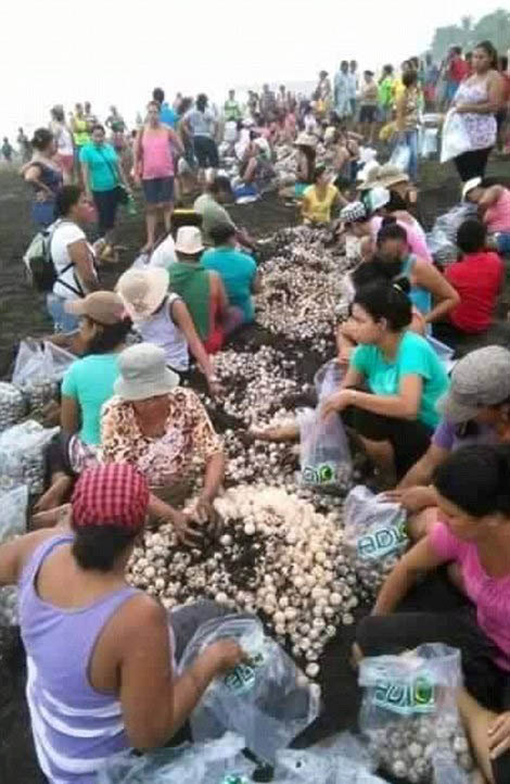 arribadas, sea turtles synchronised nesting disturbed with tourists