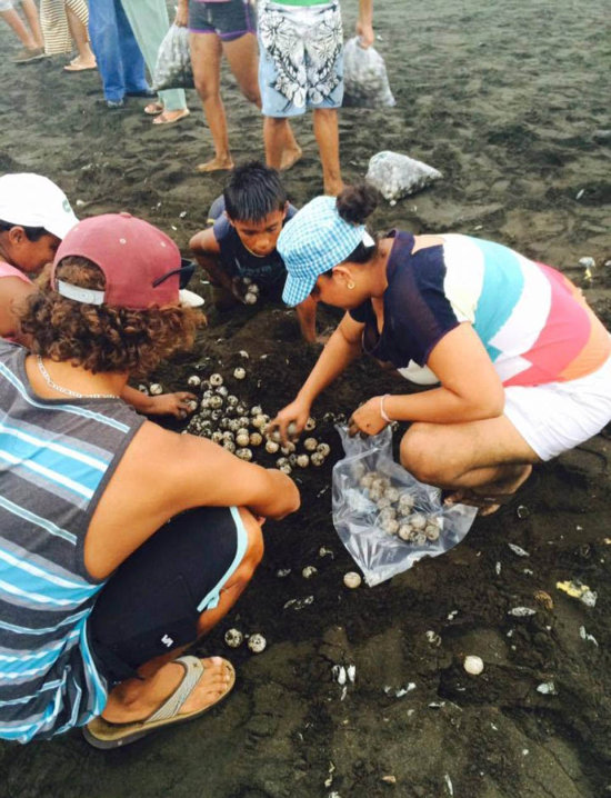 arribadas, sea turtles synchronised nesting disturbed with tourists