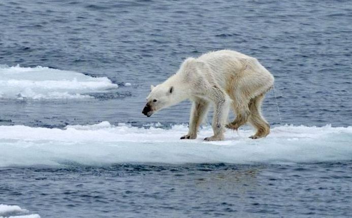 polar bear starving