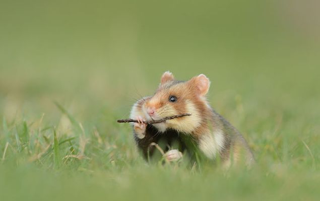 cute hamsters