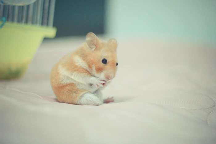 cute hamsters