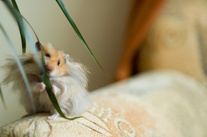 cute hamsters