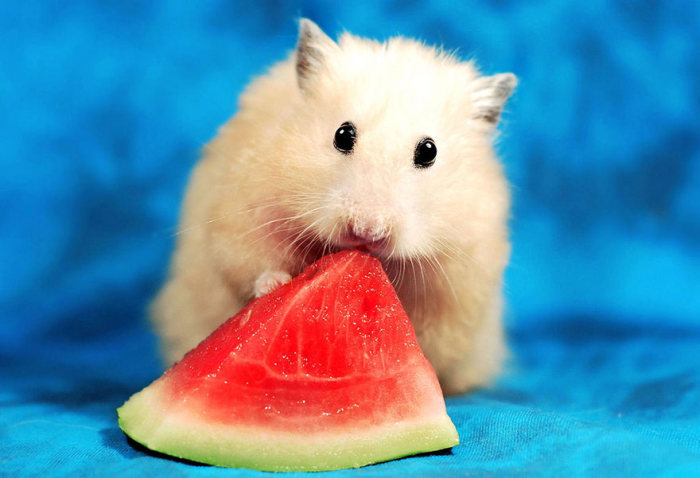 cute hamsters