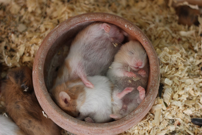 cute hamsters