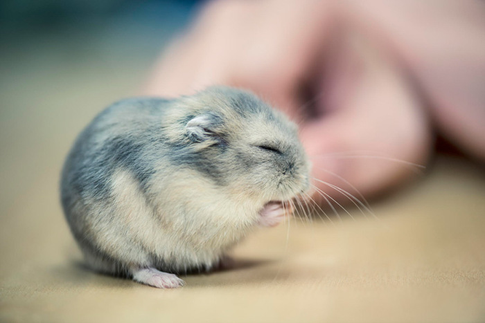 cute hamsters