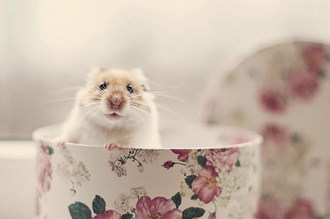 cute hamsters