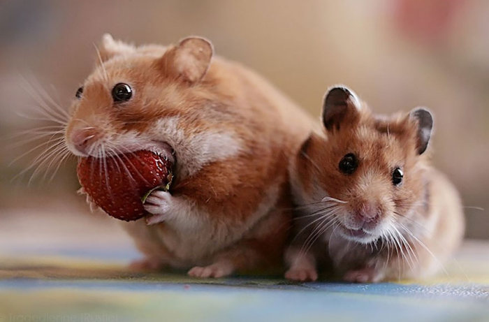 cute hamsters