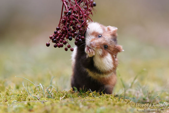 cute hamsters