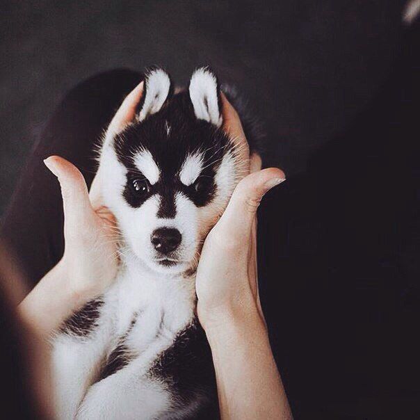 little husky dog