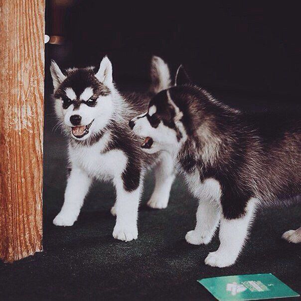 little husky dog