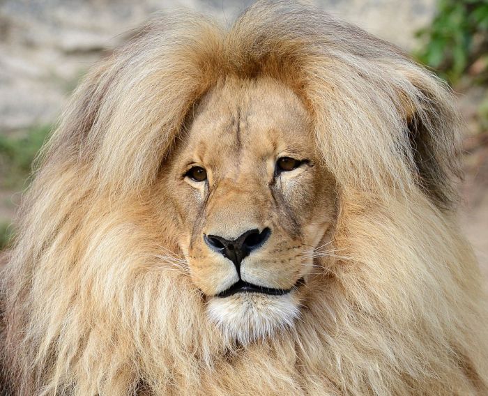 Leon Lion, Ústí nad Labem Zoological Gardens, Czech Republic