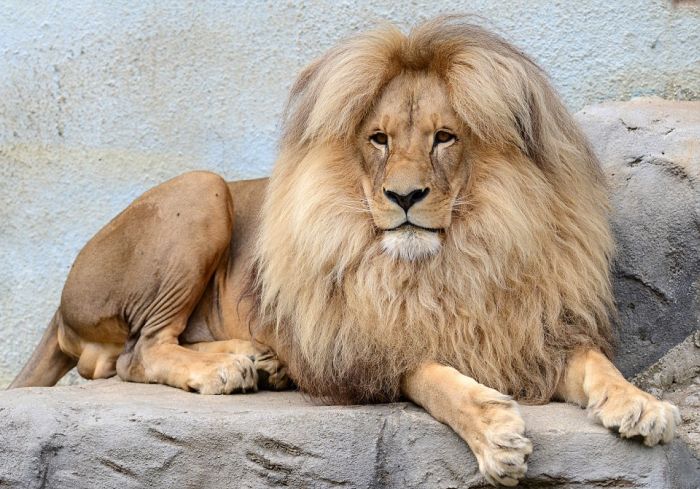 Leon Lion, Ústí nad Labem Zoological Gardens, Czech Republic