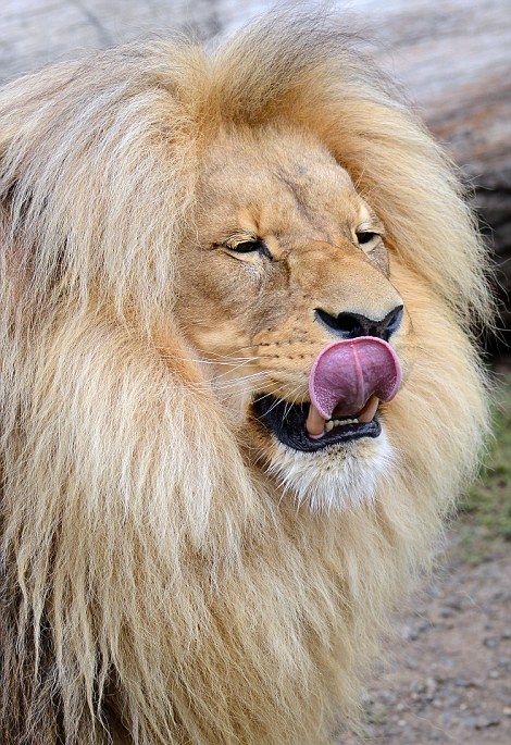 Leon Lion, Ústí nad Labem Zoological Gardens, Czech Republic