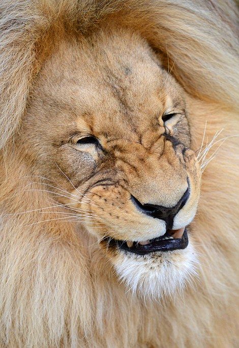 Leon Lion, Ústí nad Labem Zoological Gardens, Czech Republic