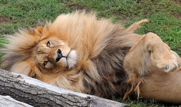 Leon Lion, Ústí nad Labem Zoological Gardens, Czech Republic