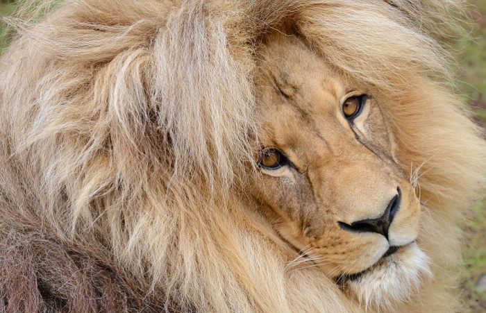 Leon Lion, Ústí nad Labem Zoological Gardens, Czech Republic