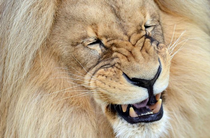 Leon Lion, Ústí nad Labem Zoological Gardens, Czech Republic