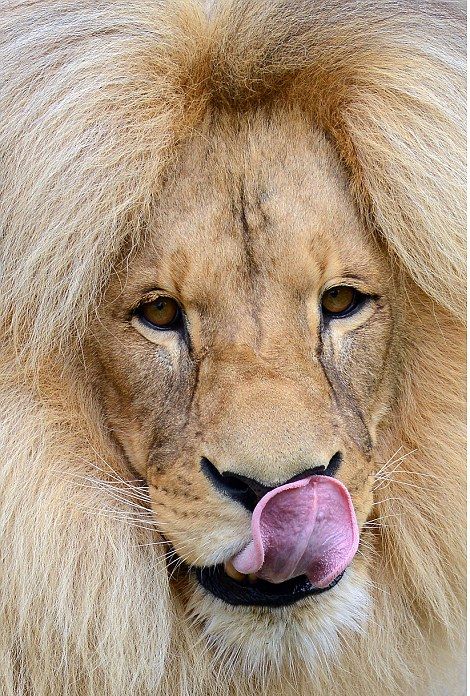 Leon Lion, Ústí nad Labem Zoological Gardens, Czech Republic