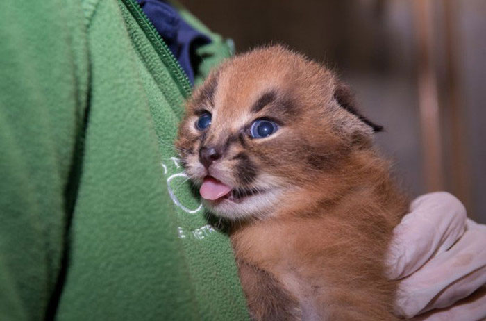 young baby caracal kittens