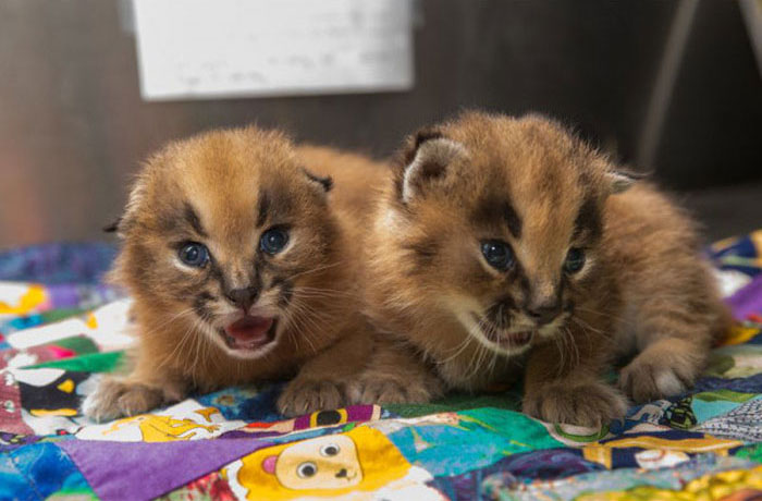 young baby caracal kittens