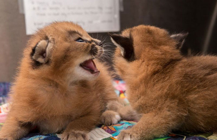 young baby caracal kittens