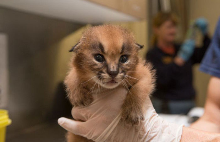 young baby caracal kittens