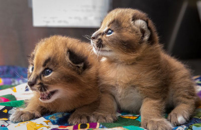 young baby caracal kittens