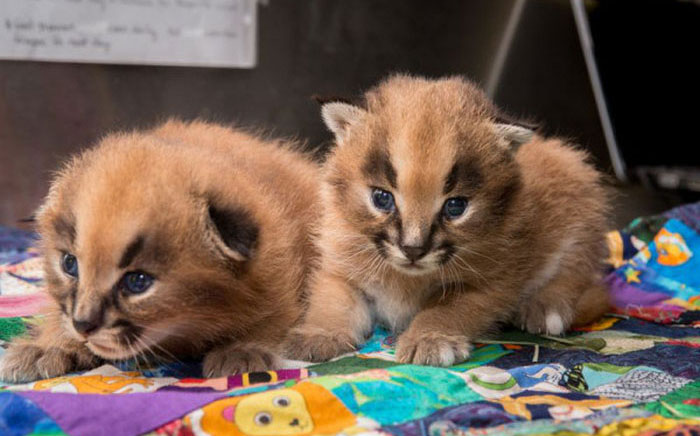 young baby caracal kittens