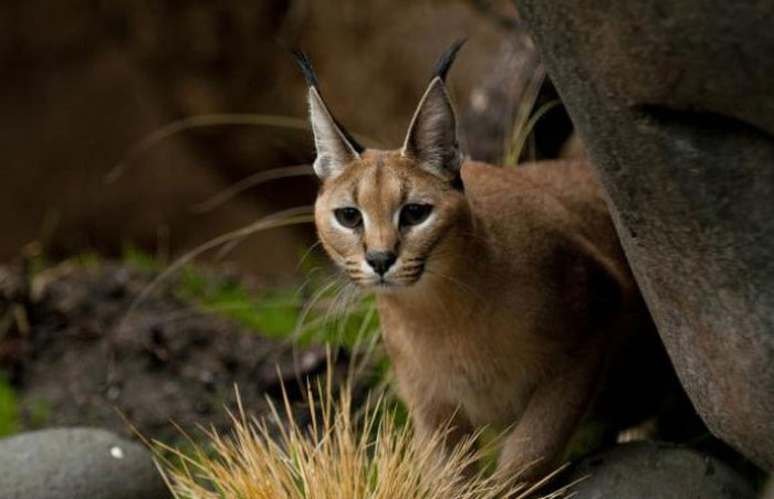 young baby caracal kittens